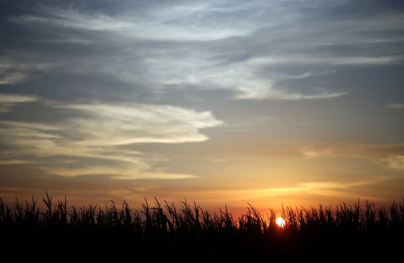 Agricultores argentinos pedem cortes de impostos diante de seca e preços baixos