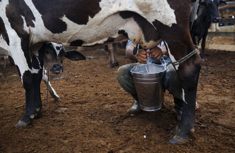 &copy; Reuters. Vaca leiteira em Rio Pardo, Rondônian01/09/2015. nREUTERS/Nacho Doce