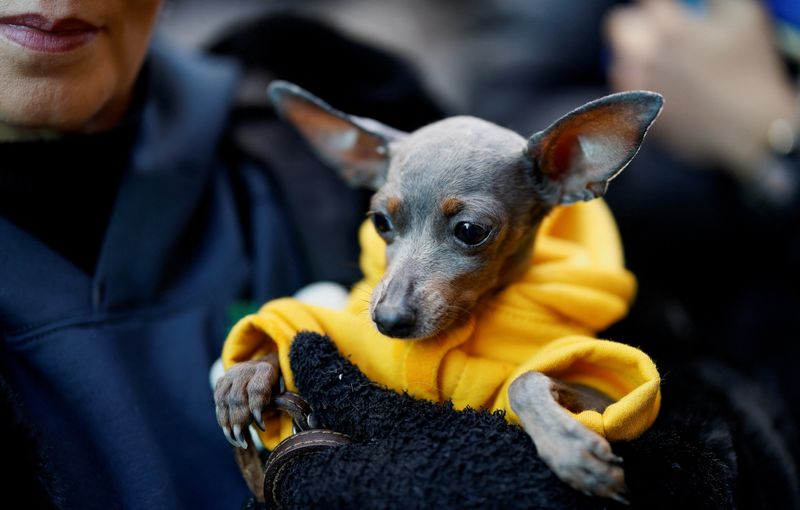 © Reuters. A woman holds her dog after it got blessed at San Anton Church during celebrations on the feast of Spain's patron saint of animals, Saint Anthony, in Madrid, Spain, January 17, 2025. REUTERS/Juan Medina