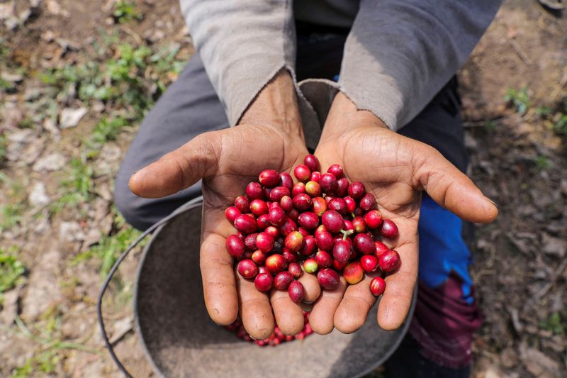 Comerciante de café em Minas Gerais suspende operações