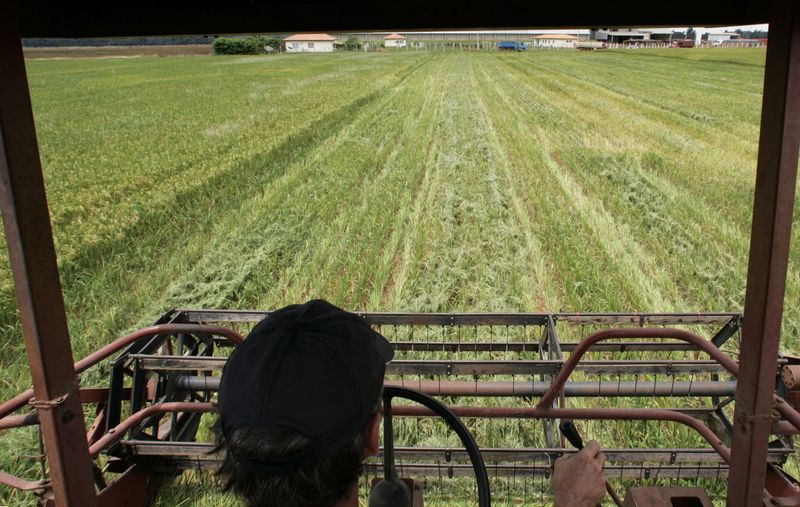 &copy; Reuters. Colheita de arroz em Sorriso, Mato Grosson28/02/2008nREUTERS/Paulo Whitaker