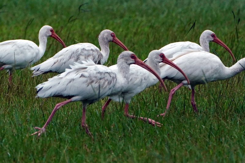 Many US bird species seen as reaching population 'tipping point'