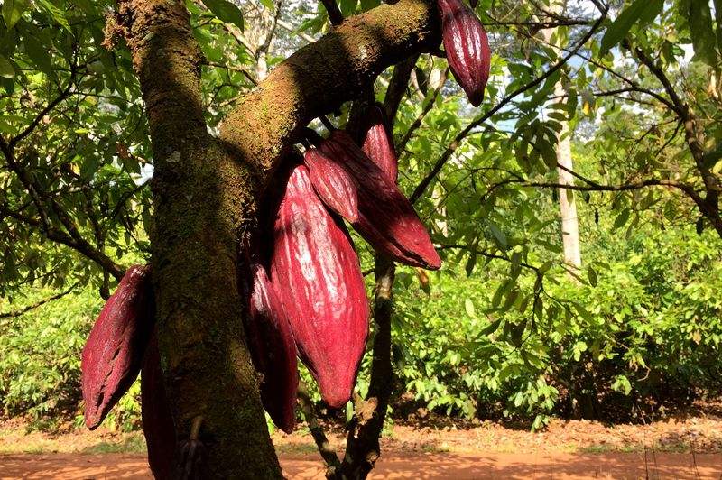 Brazilian fund raising $176 million for loans to small cocoa producers