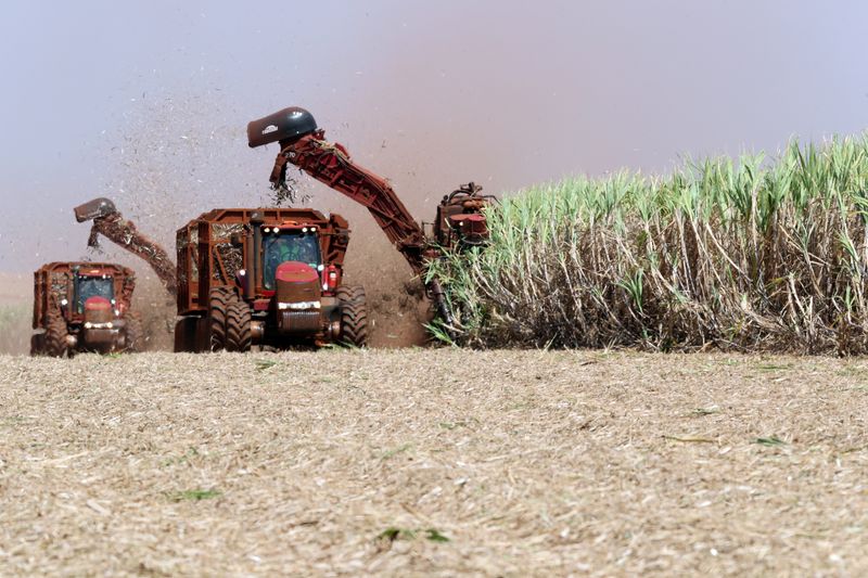 &copy; Reuters. Máquina corta cana-de-açúcar em canavial