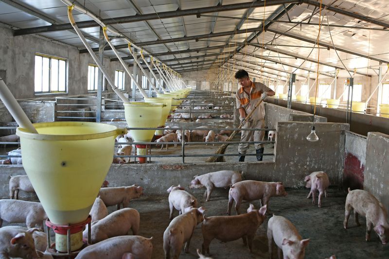&copy; Reuters. Trabalhador em granja de suínos na Chinan19/08/2019nREUTERS/Stringer