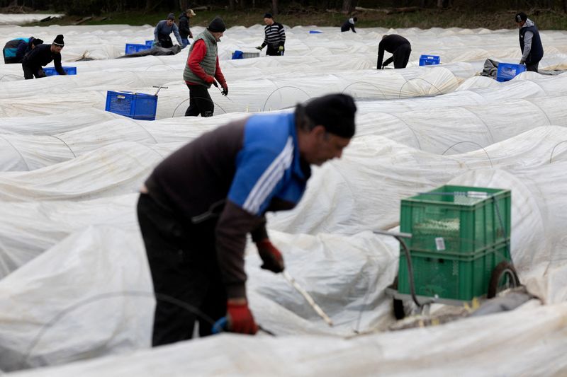 &copy; Reuters. Trabalhadores da Romênia em campo de aspargos em Schaepe, Alemanhan03/04/2024. REUTERS/Lisi Niesner/File Photo