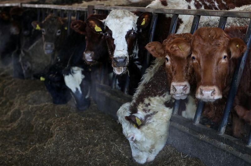&copy; Reuters. FILE PHOTO: Beef cattle feed indoors on a farm near Biggar, Scotland, Britain January 22, 2021. Picture taken January 22, 2021. REUTERS/Russell Cheyne/File photo