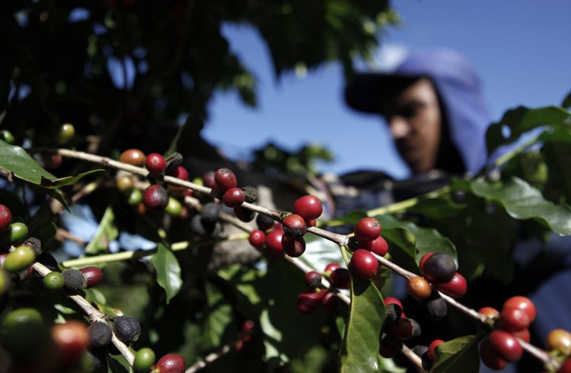 &copy; Reuters. Colheita de café no Espírito Santo