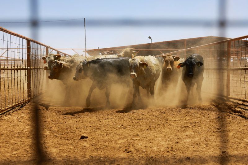 &copy; Reuters. Gado mantido em curral antes de ser exportado para os Estados Unidos nos arredores de Ciudad Juarez, Méxicon29/04/2025nREUTERS/Jose Luis Gonzalez