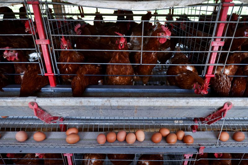&copy; Reuters. Galinhas em granja em Taquari (RS)