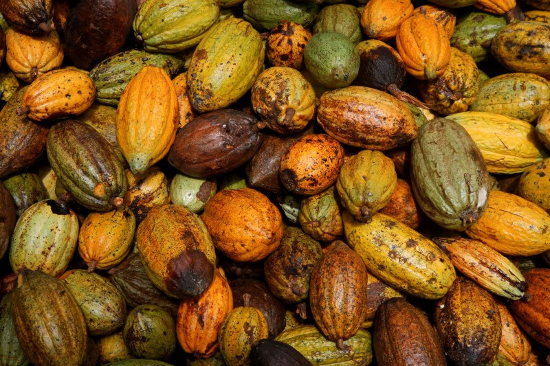 &copy; Reuters. FILE PHOTO: Cocoa pods are pictured at a farm in Sinfra, Ivory Coast April 29, 2023. REUTERS/Luc Gnago/File Photo