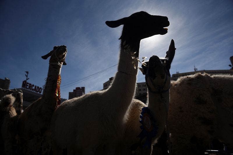 &copy; Reuters. Llamas na Bolívian 7/5/2024   REUTERS/Claudia Morales