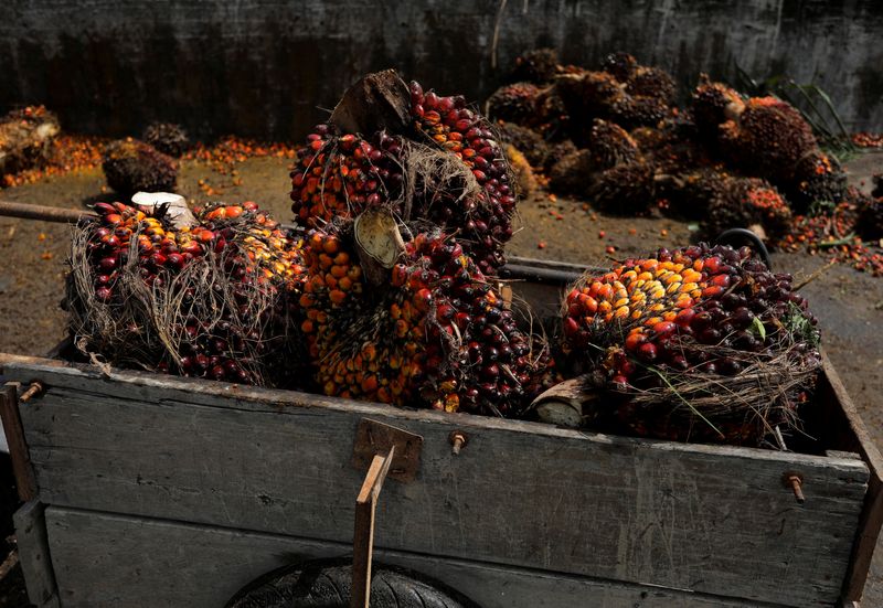 &copy; Reuters. Frutos da palma na Malásia