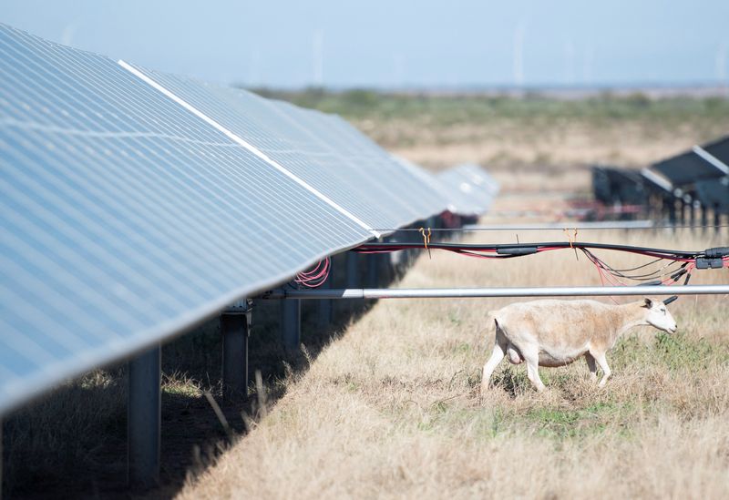 &copy; Reuters. FILE PHOTO: A sheep moves across a solar farm in Haskell, Texas, U.S. December 2, 2024. REUTERS/Annie Rice/File photo