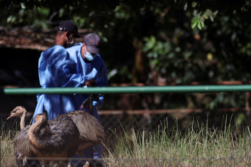 Brazil declares itself bird flu 'free', aims to resume exports