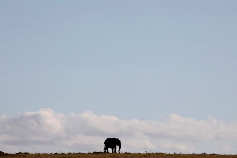 &copy; Reuters. Elefante caminha pela Reserva Nacional Maasai Mara, no Quênian15/10/2019nREUTERS/Baz Ratner