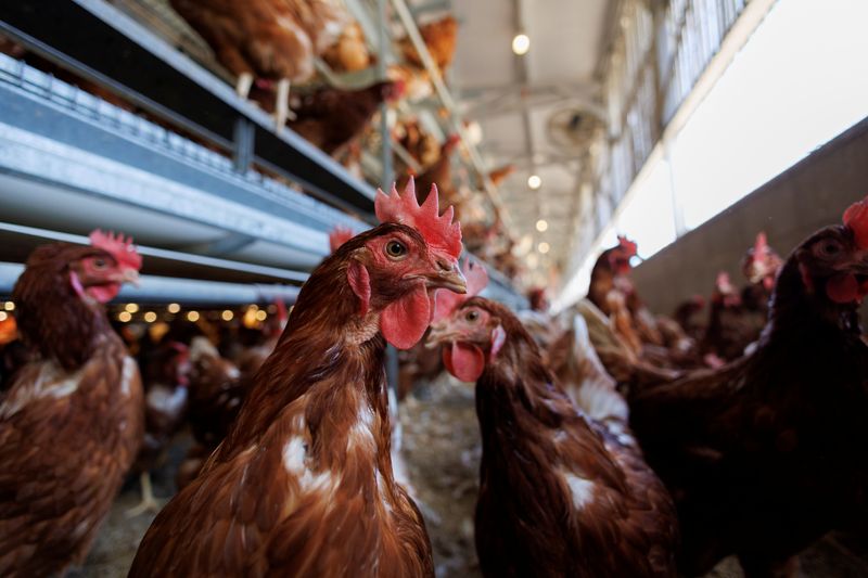 Exclusive-USDA develops potential plan to vaccinate poultry for bird flu