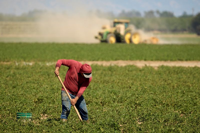 Trump administration says it is suspending enforcement of Biden-era farmworker rule