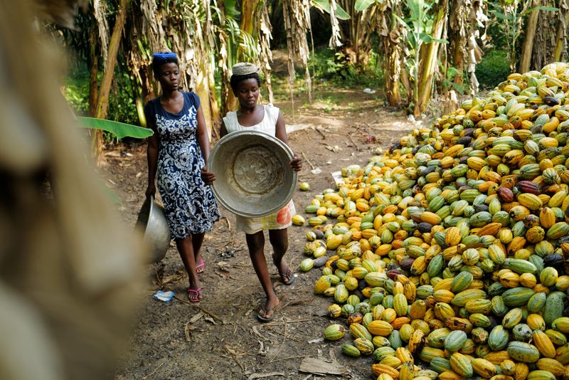 Ghana's cocoa farmers optimistic about bumper harvest in 2025/2026 season