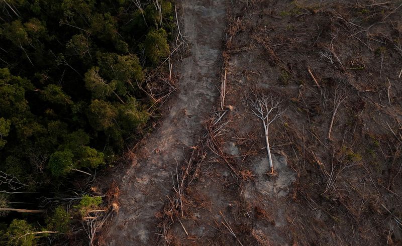 &copy; Reuters. Drone mostra árvores caídas em uma floresta secundária onde agricultores (não fotografados) estavam nos últimos estágios de limpeza da terra enquanto o cultivo de soja se expande na Amazônia, em Santarém (PA)n06/10/2024nREUTERS/Amanda Perobelli