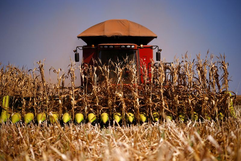&copy; Reuters. FILE PHOTO: A combine harvester is seen as it harvests corns at a farm near Brasilia, Brazil August 22, 2023. REUTERS/Adriano Machado/File Photo