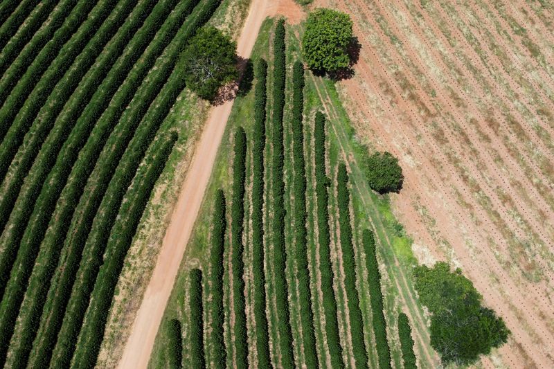 &copy; Reuters. Vista aérea de cafezal em Guaxupén18/02/2025 REUTERS/Carla Carniel