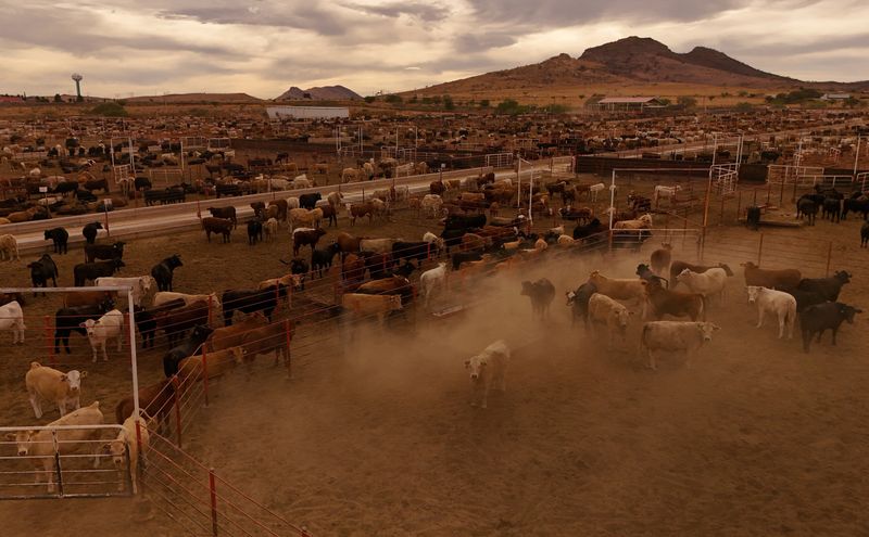 USDA announces phased reopening of Mexican cattle imports after screwworm closure
