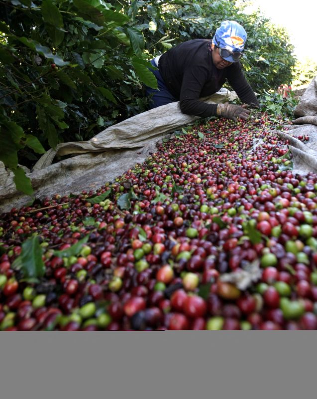 &copy; Reuters. Colheita de café em Alfenas (MG)