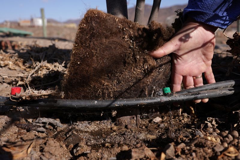 &copy; Reuters. Tapetes de cabelos reduzem impactos da seca em plantações no Chilen12/06/2025nREUTERS/Pablo Sanhueza