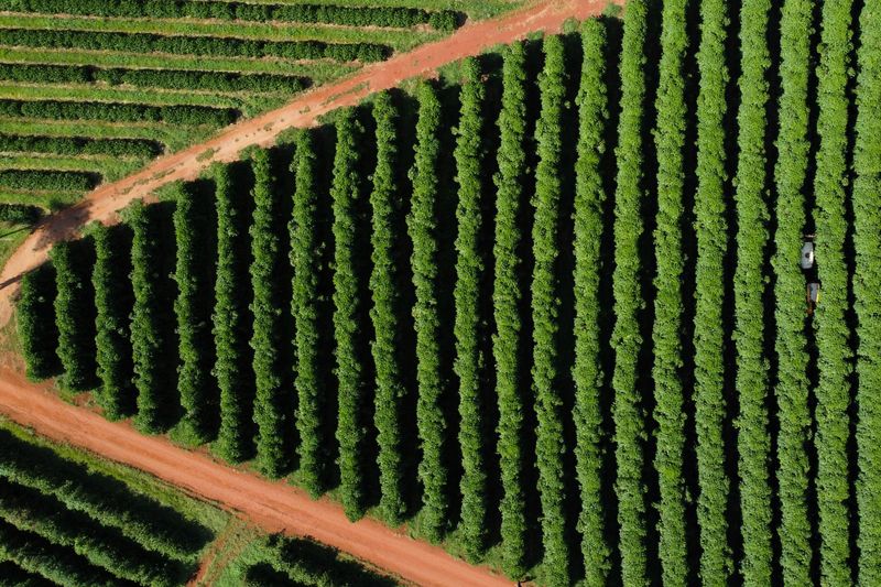 &copy; Reuters. Cafezal no Brasil. REUTERS/Carla Carniel/File Photo