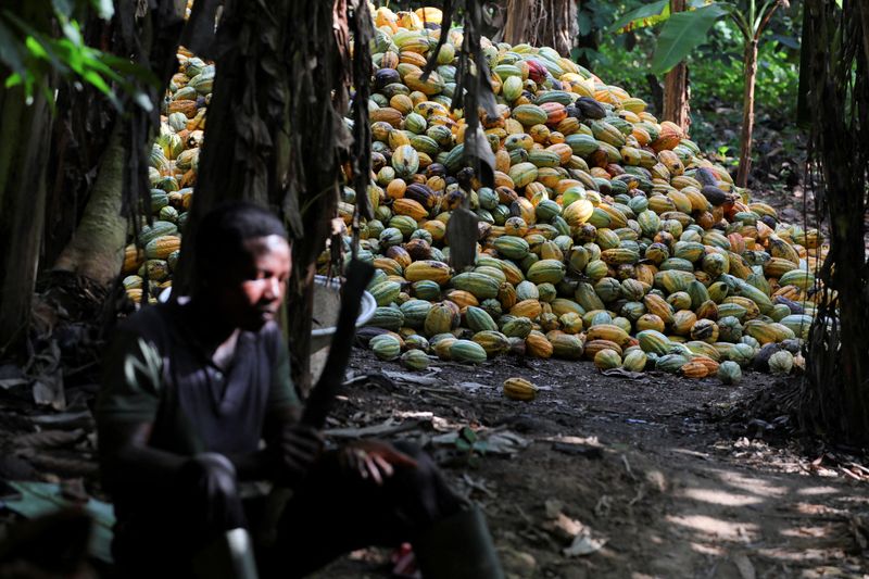 &copy; Reuters. Pilha de frutos de cacau colhidos em uma fazenda em Assin Foso, Ganan21/10/2024nREUTERS/Francis Kokoroko