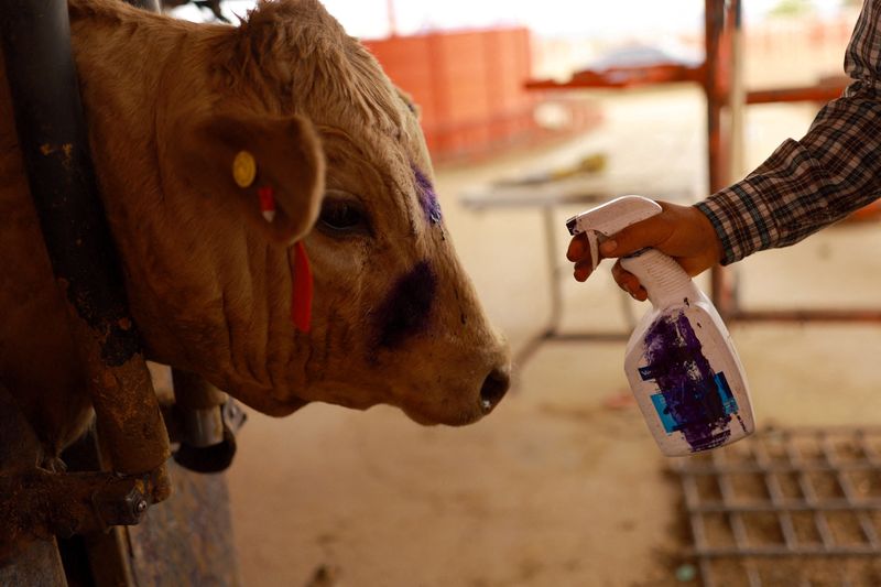 US again halts cattle imports from Mexico over screwworm pest