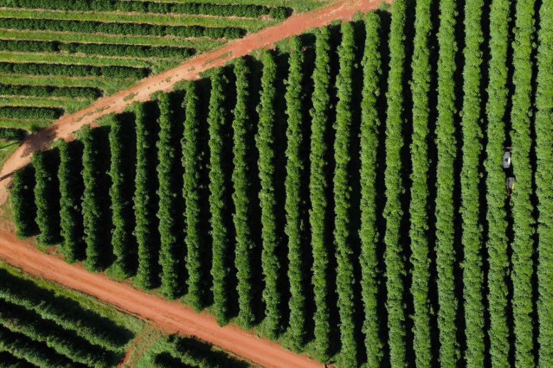 &copy; Reuters. Cafezal no Brasil. REUTERS/Carla Carniel/File Photo