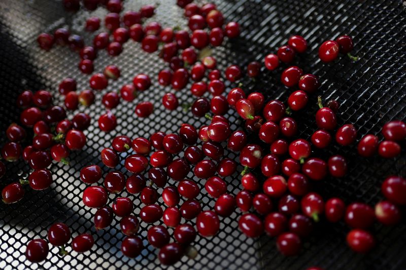 &copy; Reuters. Colheita de café