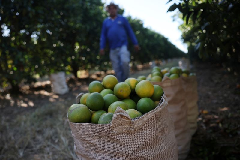 &copy; Reuters. Colheita de laranja em Minas Gerais