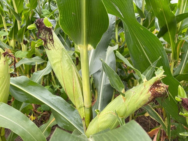&copy; Reuters. FILE PHOTO: Corn is pictured in a field in Crawford County, Ohio, U.S., August 16, 2021. REUTERS/Christopher Walljasper/File Photo