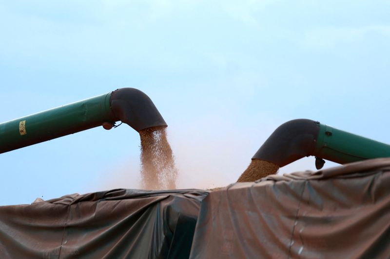 &copy; Reuters. Farmers harvest soybeans on a farm in Maringa in Parana state, Brazil, March 3, 2025.  REUTERS/Rodolfo Buhrer