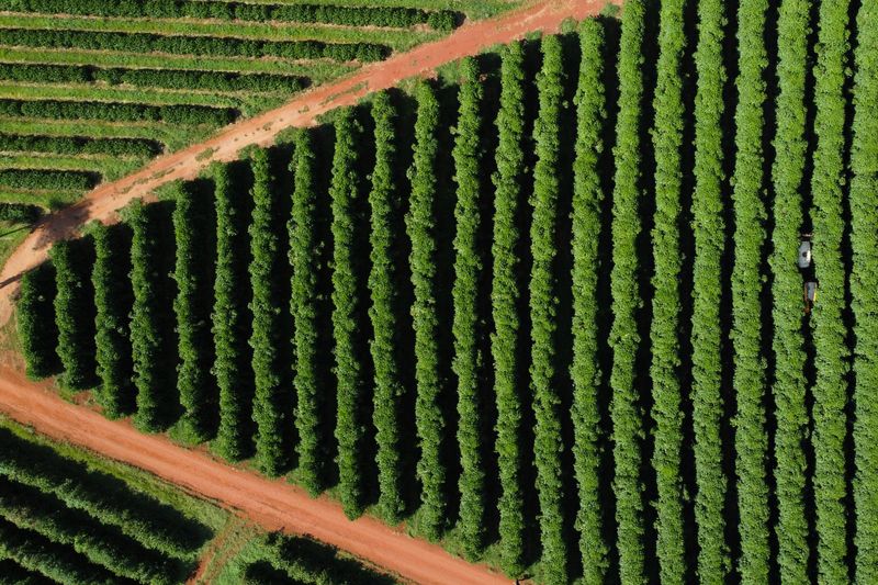 &copy; Reuters. Plantação de café no Brasiln17/02/2025nREUTERS/Carla Carniel