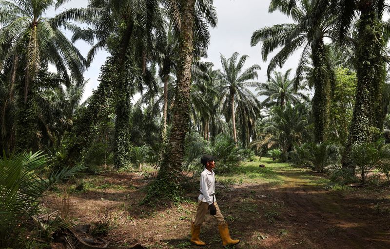 LYNXMPEL7300V_L Old trees and elderly farmers are getting more future to the exporters of upper palm oil