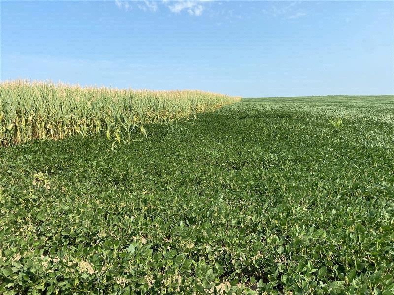 &copy; Reuters. FILE PHOTO: Corn and soybeans await much needed rain after a historically dry growing season outside of Yankton, South Dakota, U.S. August 16, 2021. REUTERS/Karen Braun/File Photo
