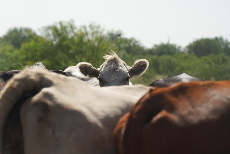 In Texas cattle country, ranchers brace for flesh-eating screwworms