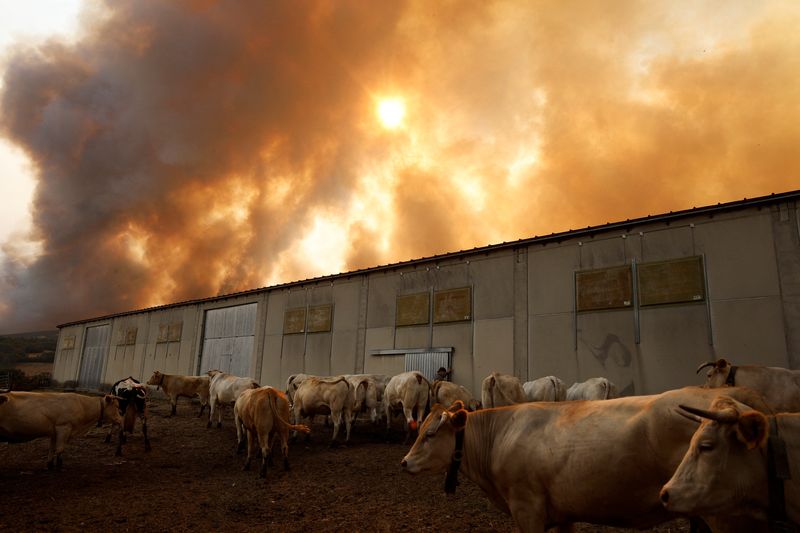 &copy; Reuters. Incêndio em Villanueva de la Sierra, na Espanhan 14/8/2025    REUTERS/Susana Vera