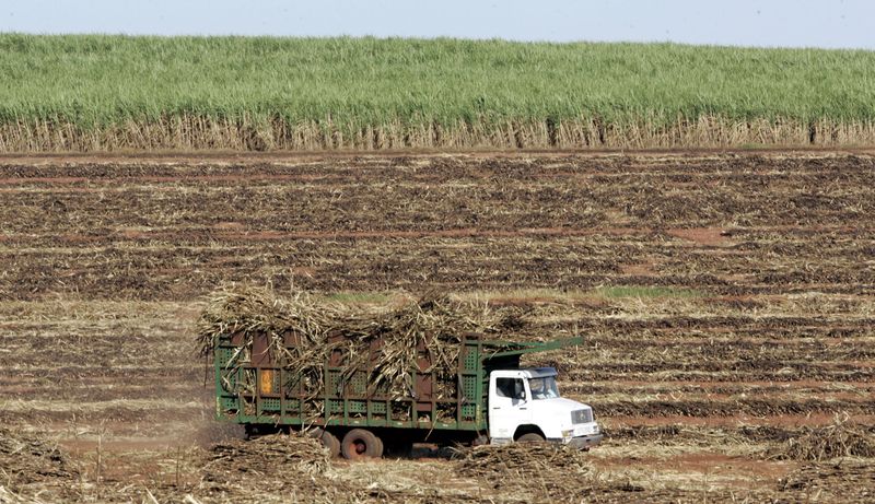 &copy; Reuters. Canavial no Brasil