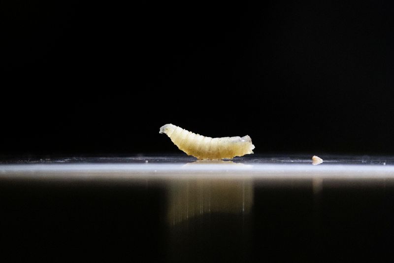 USDA to build facility in Texas to fight flesh-eating screwworm pest