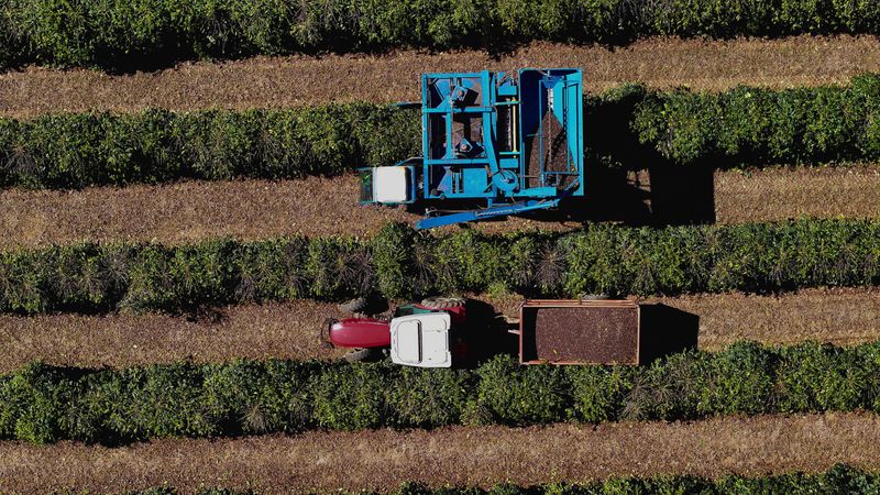 &copy; Reuters. Cafezal em Franca, Brasil