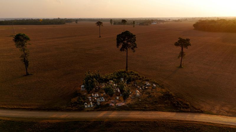 Brazil soy farmers, Bayer clash over seed ’breeding incentives’