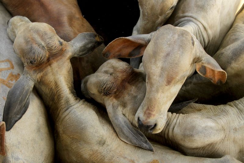 Brazil probes JBS and other beefpackers for buying cattle from deforested land