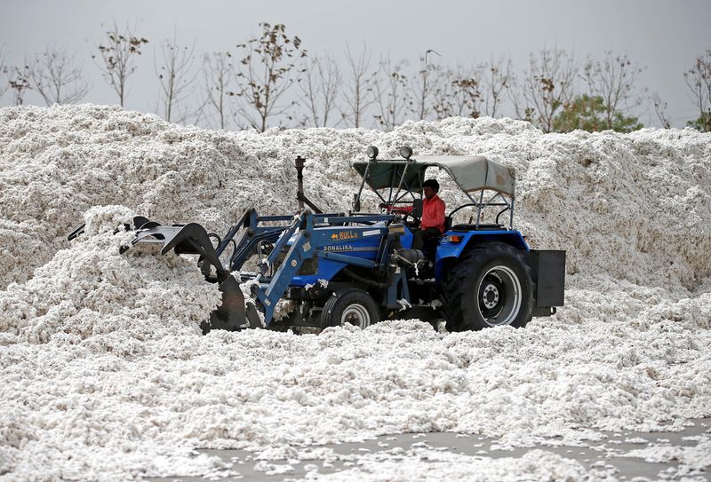 India eyes record cotton buying as imports, US tariffs dampen prices