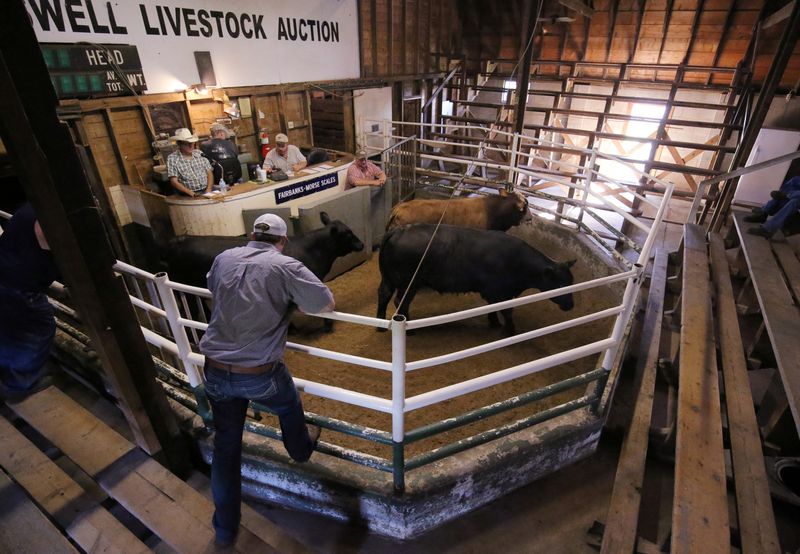 Trump calls for cheaper cattle, more grazing lands in effort to trim beef prices