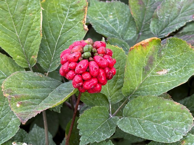 China trade spat threatens Wisconsin’s ’Napa Valley’ of ginseng
